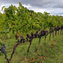 2026 vinna cesta po toskansku